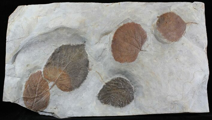 Fossil Leaf Association Beringiaphyllum & Zizyphoides - Montana #29113